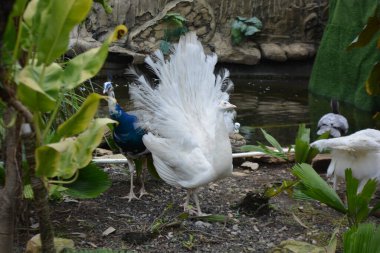 Hayvanat bahçesinde beyaz bir pelikan.