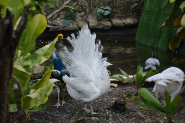 Hayvanat bahçesinde beyaz bir pelikan.