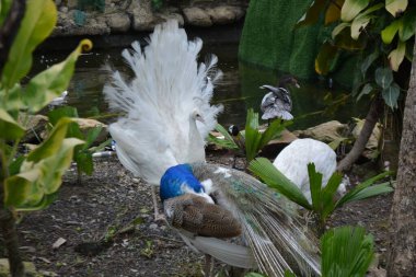 Parktaki beyaz tavus kuşu