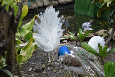 Parkta tüyleri olan tavuskuşu