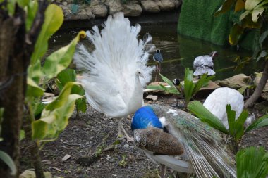 Güzel tavus kuşu tüyleri