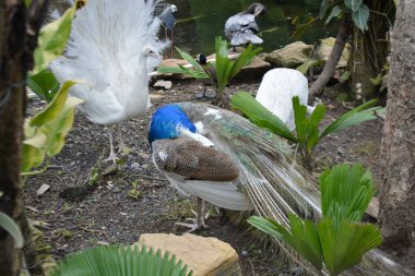 Hayvanat bahçesindeki tavus kuşu