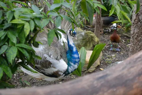 Hayvanat bahçesindeki güzel tavus kuşu