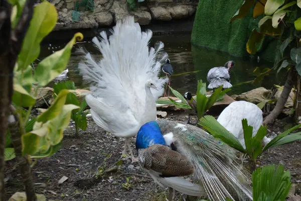 Hayvanat bahçesindeki tavus kuşu