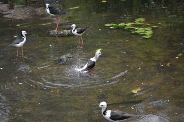 siyah - beyaz - beyaz kuş, büyük bir kuş, doğal ortamında bir kuş