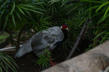 Güzel kuş manzarası