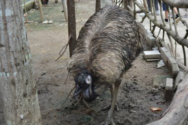 Güzel, kahverengi bir tavus kuşunun yakın çekimi.
