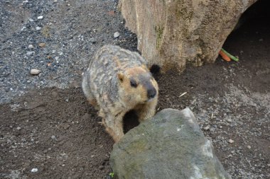 Kahverengi bir sincabın yakın çekimi.