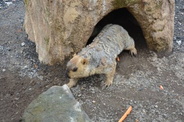Hayvanat bahçesinde bir sincap.