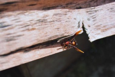 Kırmızı ve beyaz bir eşekarısının yakın plan çekimi.