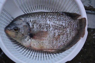 Pazarda taze çiğ balık