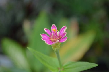 Bahçedeki güzel pembe çiçek