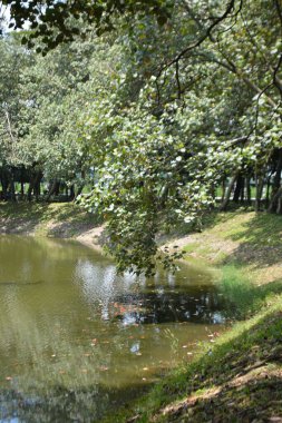 Havuzu ve ağaçları olan güzel bir park.