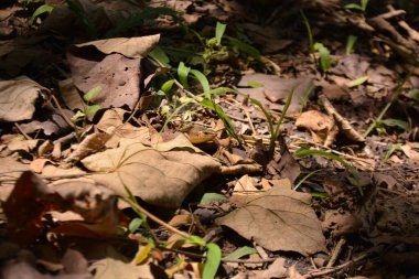 Parktaki güzel orman