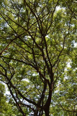 Ormanda yeşil yapraklar