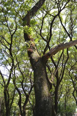Ormandaki ağaç gövdesi