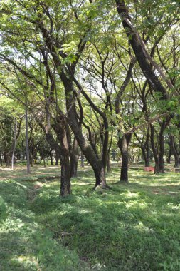 Hollanda 'daki parkın şehri.