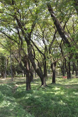 Parkın güzel manzarası