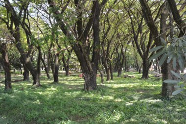 Şehir parkının güzel manzarası