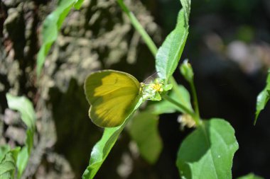 Yeşil yapraklı sarı kelebek