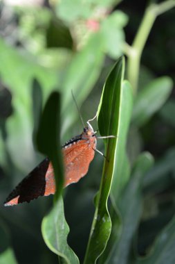 Yeşil bahçe kelebek