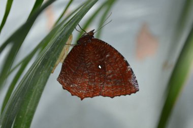 Yaprağın üzerinde kelebek