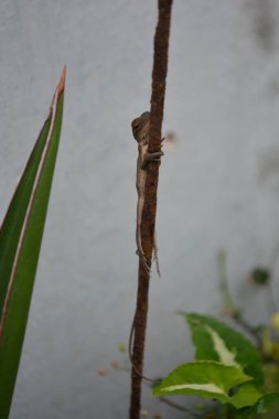 Parktaki ağaçtaki kertenkele