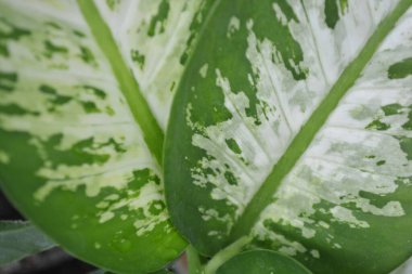 bir bitki yaprakları