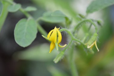 Domates bitkisinin çiçeği.