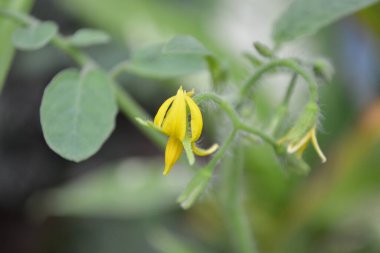 Bahçedeki sarı çiçekler