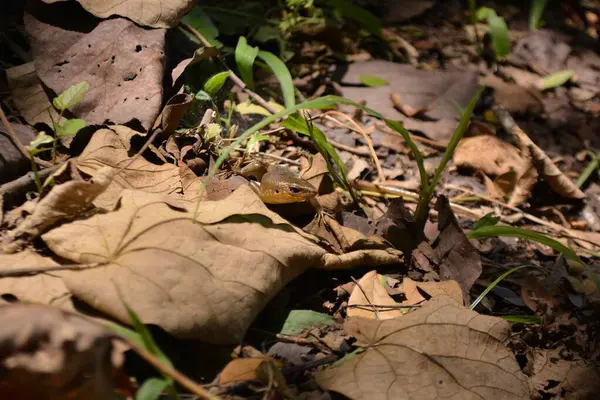 Ormanda yeşil yapraklar