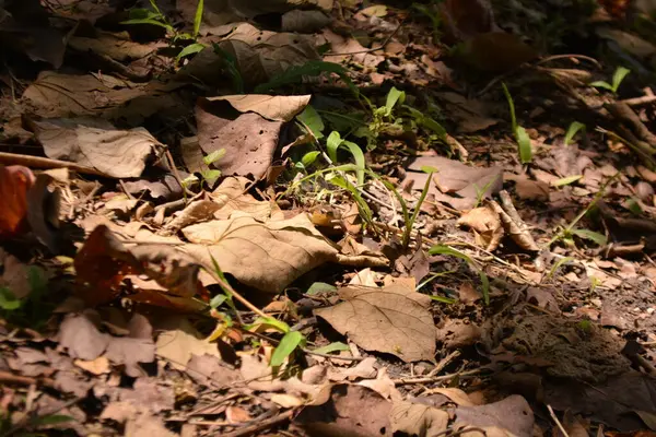 Ormanda sonbahar yaprakları.