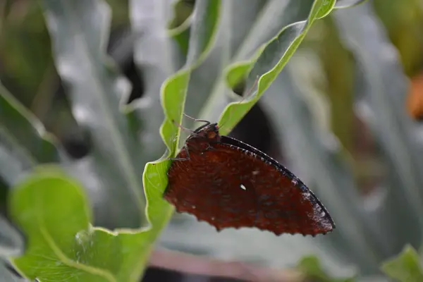 Kelebek yakın çekim