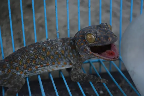 Şirin kertenkeleye yaklaş.