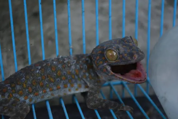 Bir kertenkelenin yakın çekimi.