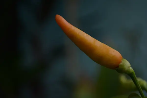 Koyu arkaplanda taze portakal biberi yakın çekim