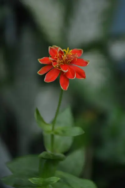 Güzel botanik fotoğrafı, doğal duvar kağıdı.