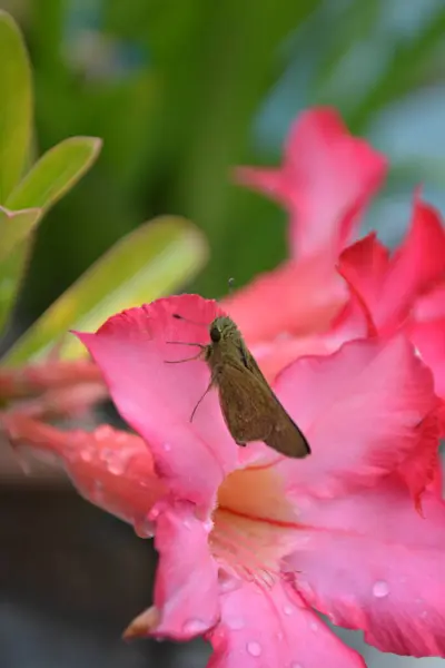 Çiçekteki güzel kelebek