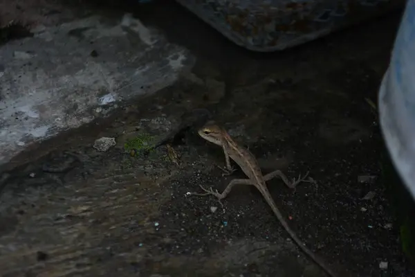 Yerde bir kertenkelenin yakın çekimi.
