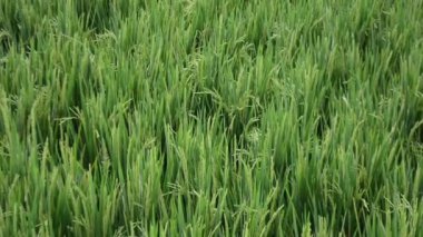 yeşil pirinç tarlası, tarım geçmişi