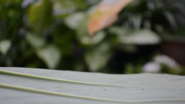 Sütlü çikolatalı taze ve tatlı kurabiyeler.