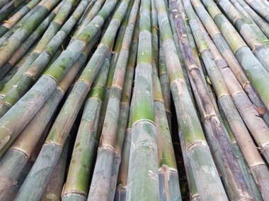 Yeşil yaprakları ile bambu ağacı