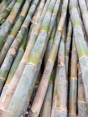 Bahçedeki bambu yaprakları