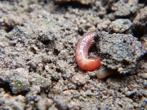 Kırmızı ve beyaz bir böceğin yakın çekimi.