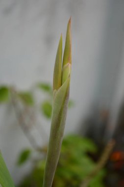 Güzel botanik fotoğrafı, doğal duvar kağıdı.