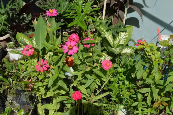 Bahçedeki güzel çiçekler