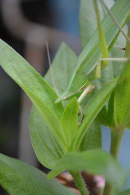 yeşil çekirge yakın çekim