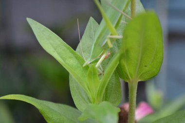bir dalda yeşil çekirge