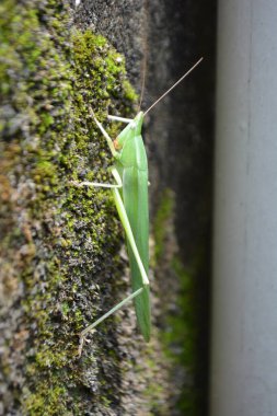 Çekirge yeşil doğada. Kapat.