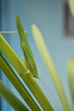 Ağaçtaki yeşil kertenkele, yaklaş.